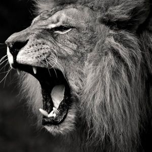 Meet your Posher, Ali